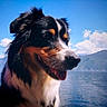animal, black, canine, cloud, daytime, dog, fur, happy, lake, landscape, mountain, nature, outdoor, pet, portrait, sky, sunny, tongue_out, water, white