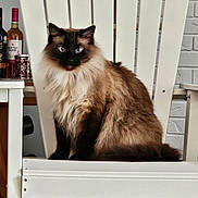 Pal joined the competition — help win amazing prizes! animal, blue_eyes, bottle, brick_wall, cat, cozy, domestic_cat, feline, fluffy, fur, furniture, home, indoor, looking_at_camera, pet, portrait, sitting, table, white_chair, wooden_chair