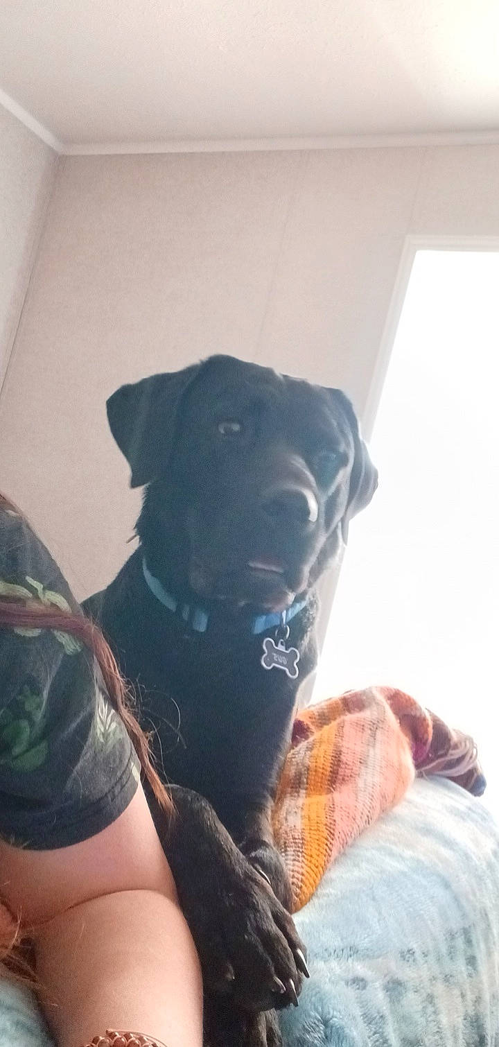 Gus is registered to the contest to win money with this photo: canidae, carnivore, collar, comfort, companion_dog, couch, dog, dog_breed, dog_collar, fawn, guard_dog, personal_protective_equipment, pet_supply, plaid, plant, snout, sporting_group, tartan, whiskers, working_animal