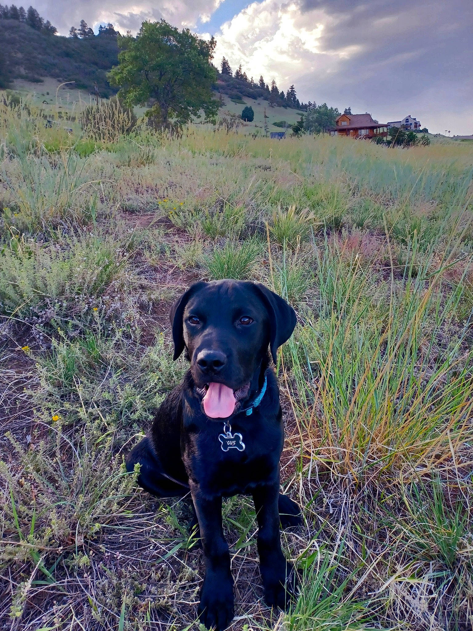 Gus is registered to the contest to win money with this photo: borador, canidae, carnivore, cloud, collar, companion_dog, dog, dog_breed, fawn, grass, grass_family, grassland, gun_dog, landscape, plant, sky, snout, sporting_group, tree, working_animal