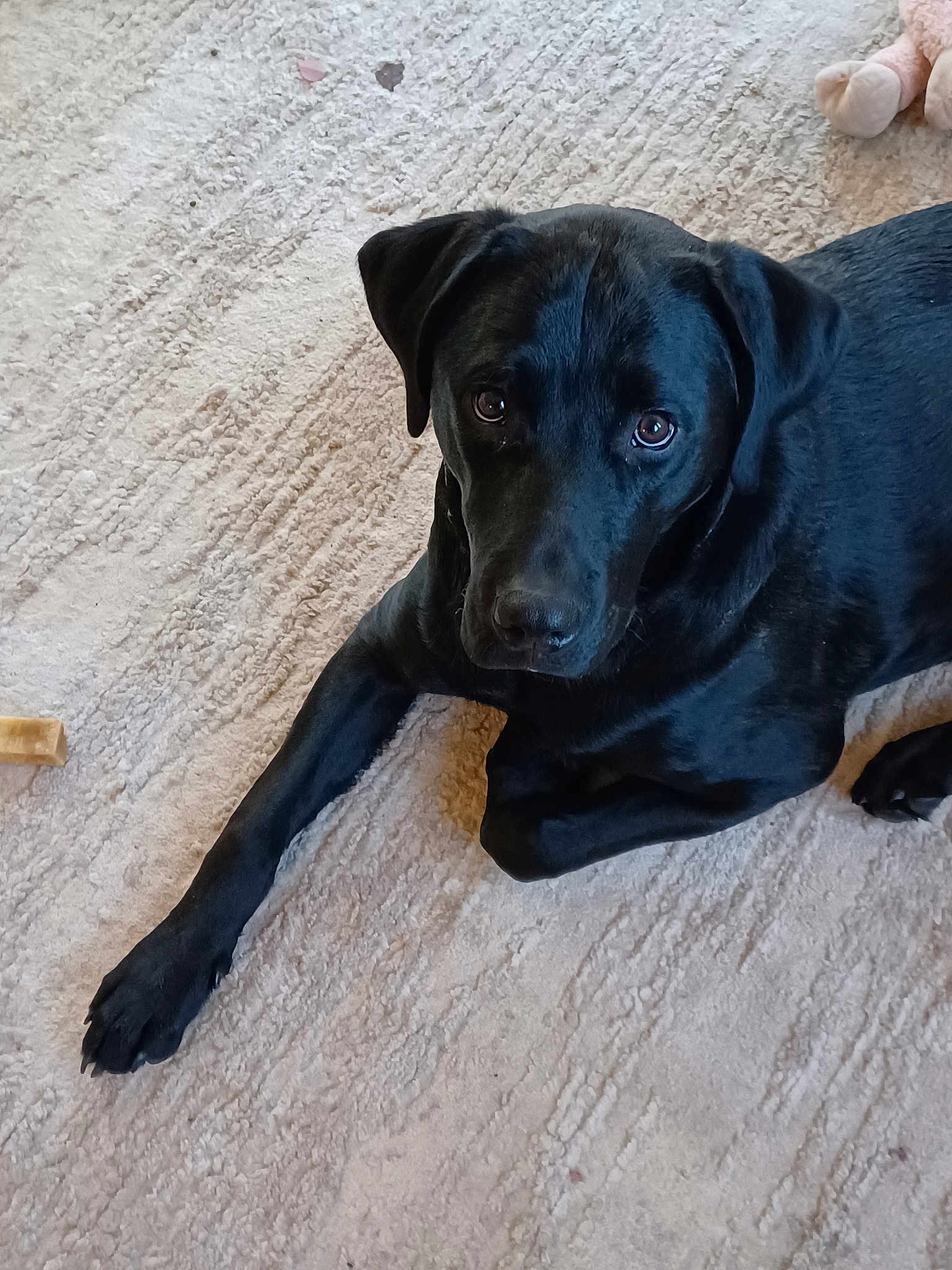Gus