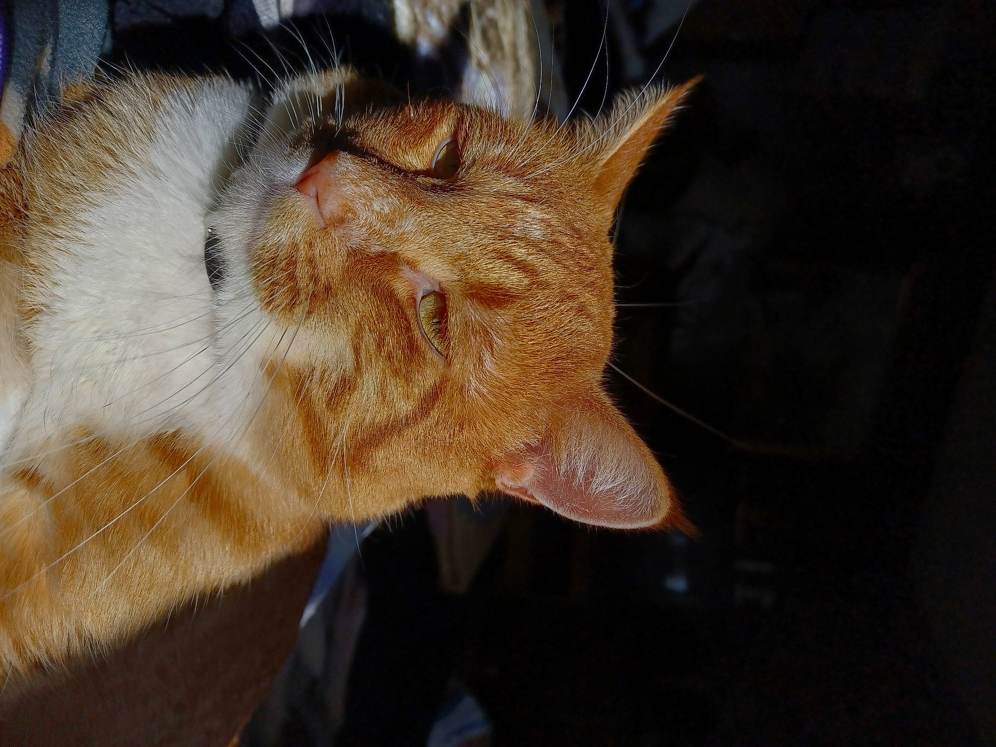 Cheez-it is registered to the contest to win money with this photo: canidae, carnivore, cat, claw, domestic_short_haired_cat, ear, fawn, felidae, fur, paw, small_to_medium_sized_cats, snout, tail, terrestrial_animal, whiskers, wildlife, window, wood, wrinkle