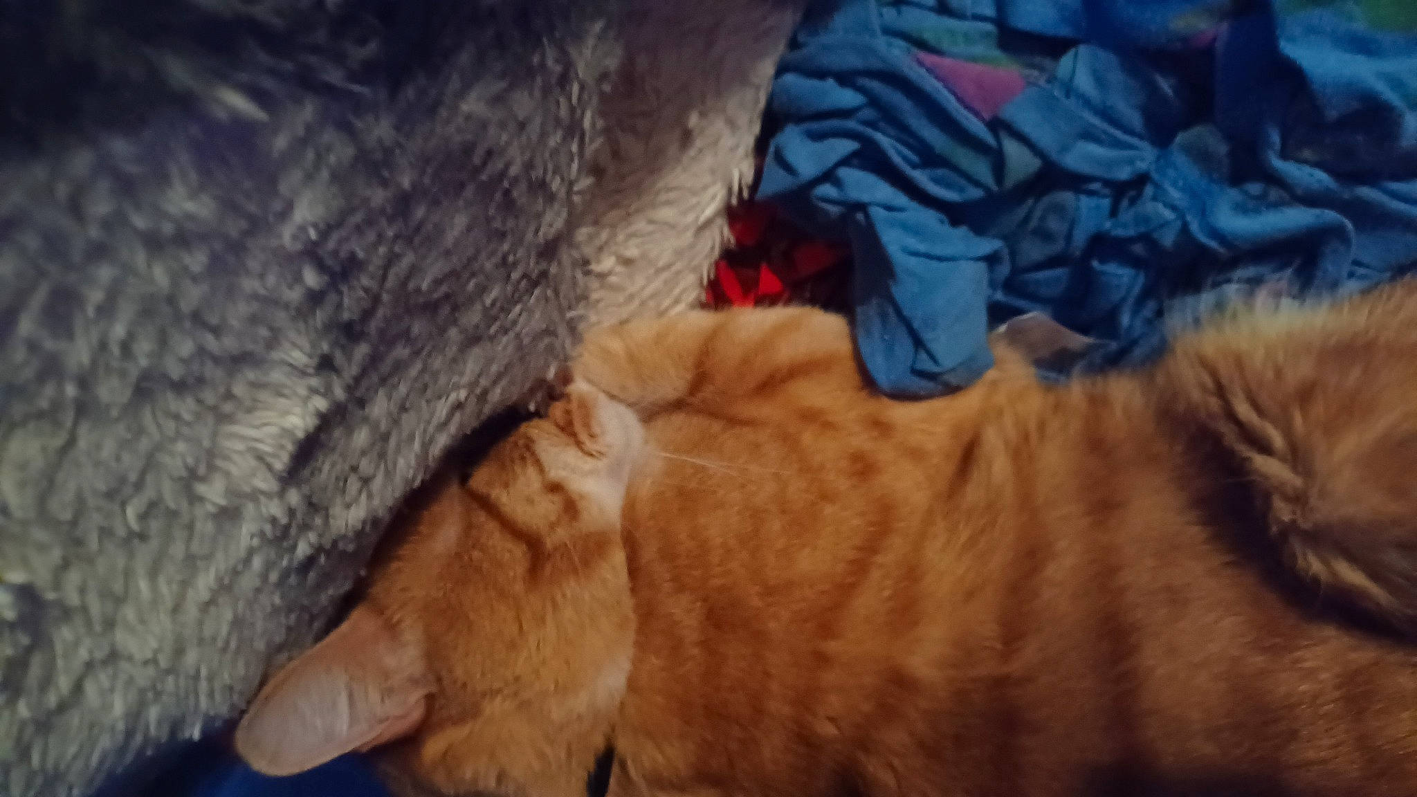 Cheez-it is registered to the contest to win money with this photo: carnivore, cat, claw, comfort, domestic_short_haired_cat, electric_blue, eye, fawn, felidae, fur, mammal, paw, small_to_medium_sized_cats, snout, sporting_group, tail, terrestrial_animal, whiskers, wood, wrinkle