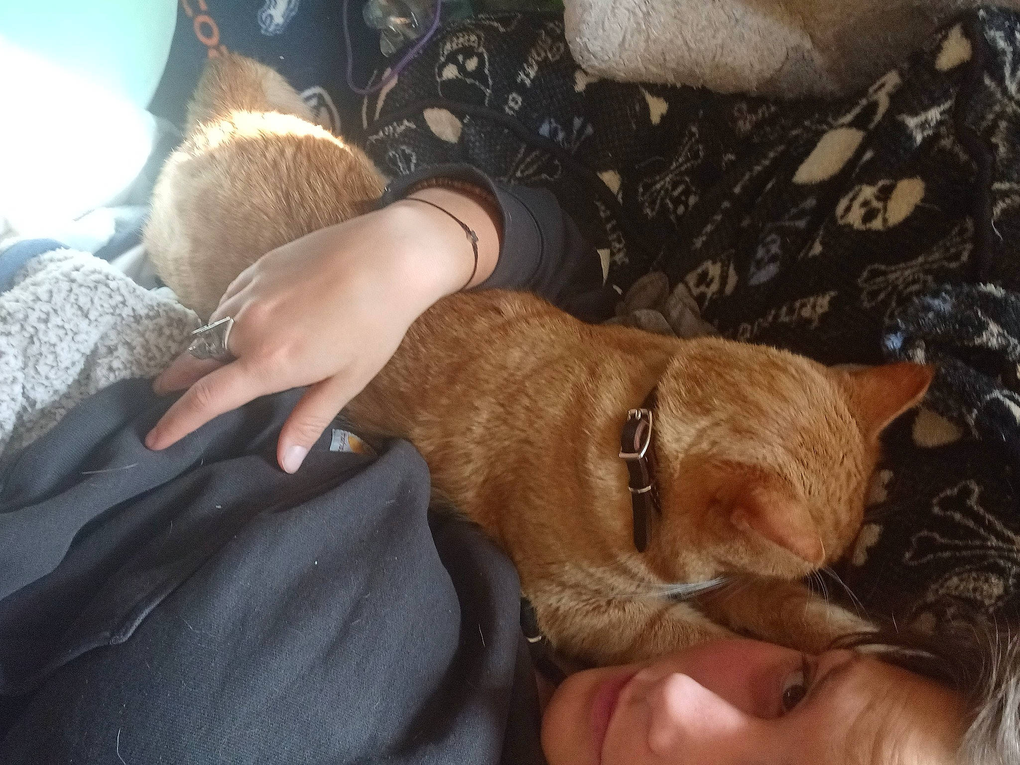 Cheez-it is registered to the contest to win money with this photo: carnivore, comfort, companion_dog, dog, dog_breed, eyewear, finger, flesh, fur, gesture, hand, human_leg, liver, nail, sunglasses, thumb, watch, wrinkle, wrist