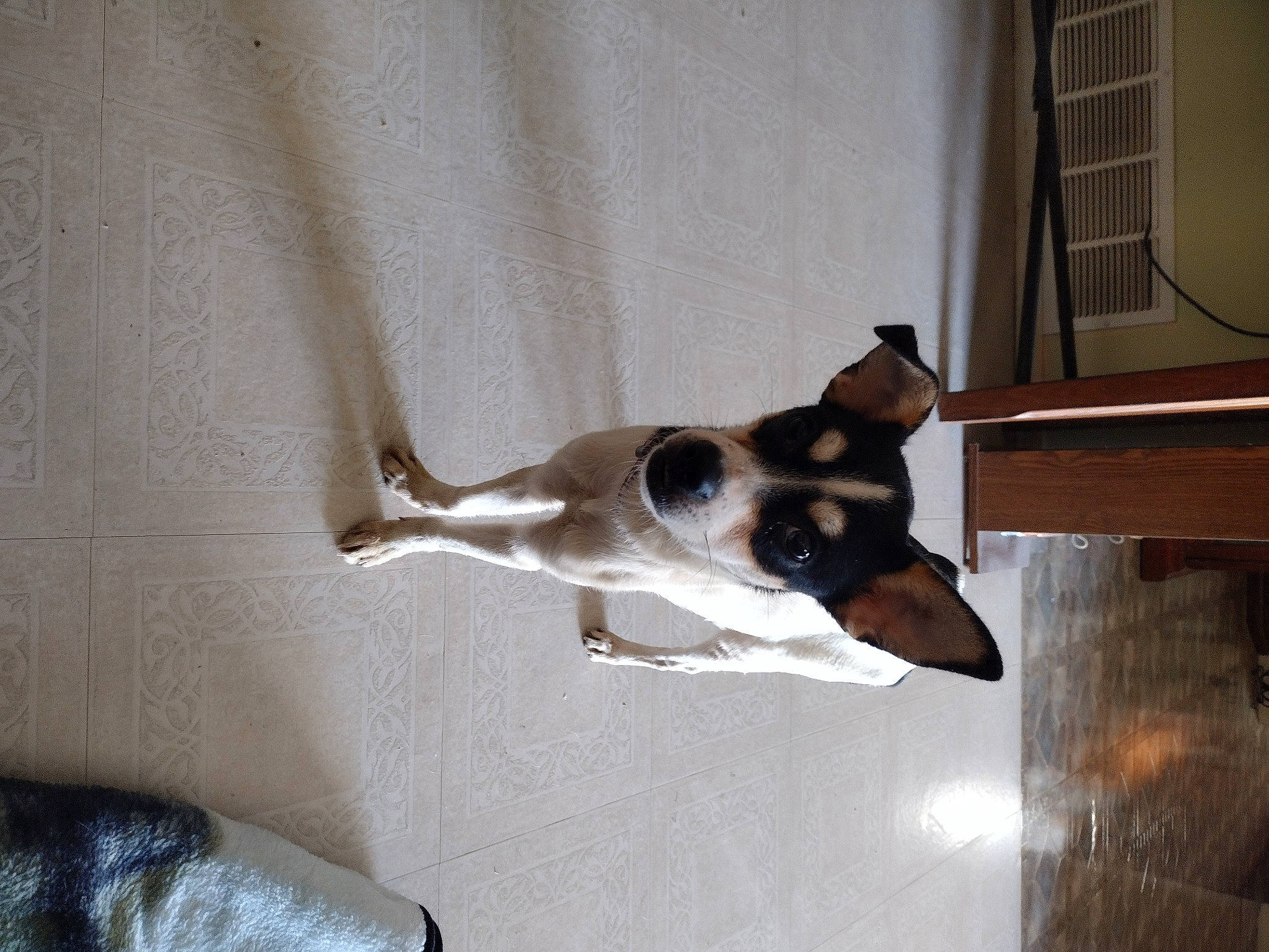 Bitsy joined the competition — help win amazing prizes! canidae, carnivore, companion_dog, dog, dog_breed, fawn, flooring, hardwood, non_sporting_group, pet_supply, snout, sporting_group, tail, wood, working_animal