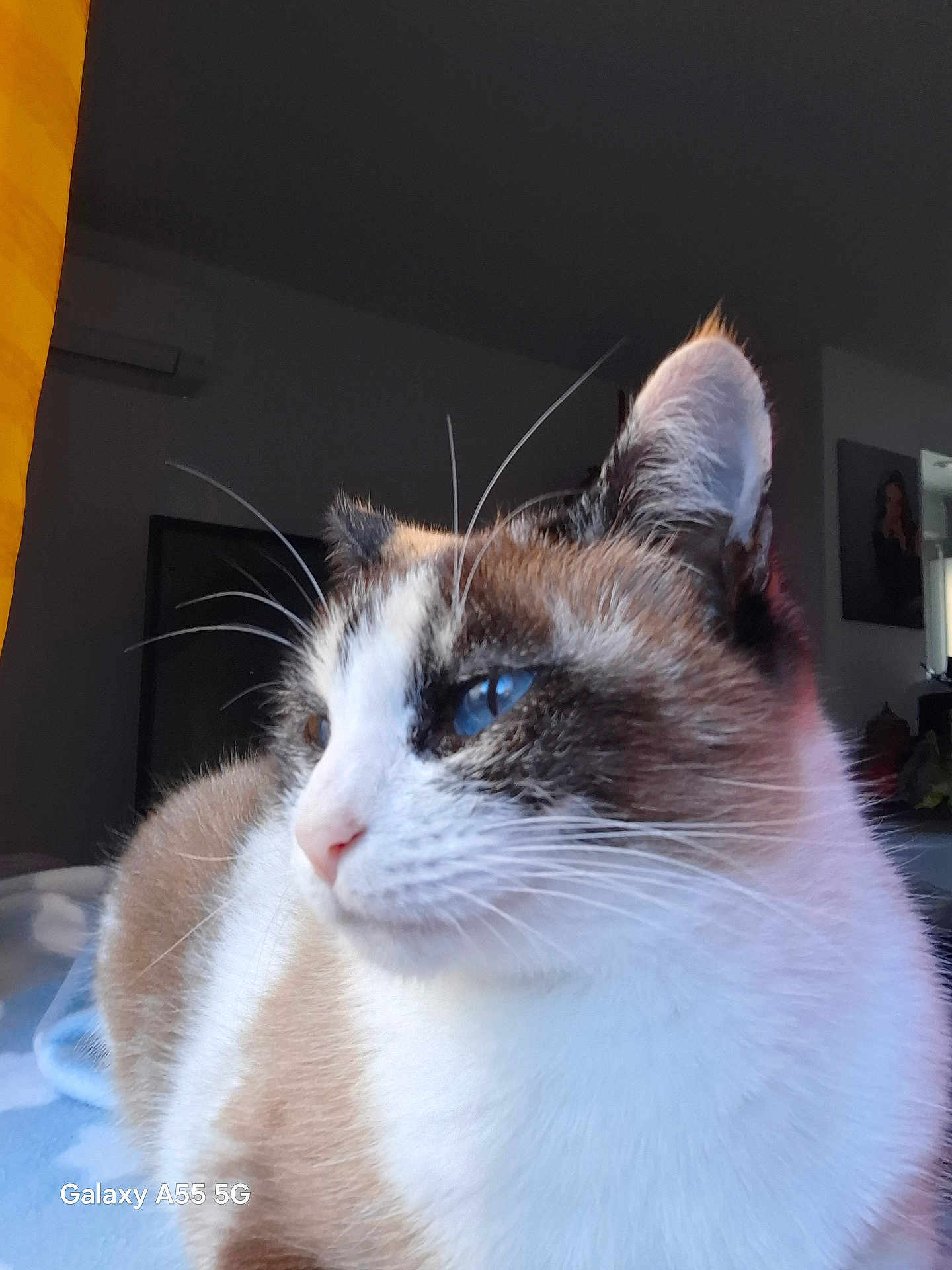 Nala participe au concours pour gagner de l'argent avec cette photo : cat, animal, pet, indoor, close_up, blue_eyes, fur, whiskers, portrait, side_view, mammal, domestic_animal, calm, soft_light, feline, house, window_light, relaxed, cute, snout