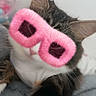 animal, blanket, cat, closeup, cozy, cute, ears, feline, fluffy, fur, glasses, indoor, pet, pink_glasses, playful, portrait, resting, selfie, whiskers, young_cat