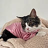 Lila joined the competition — help win amazing prizes! cat, feline, pink_clothing, blanket, fluffy, resting, indoor, pet, fur, ears, whiskers, paw, cute, domestic_animal, satin, relaxed, cozy, white_wall, animal, portrait