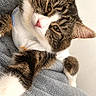 Lila joined the competition — help win amazing prizes! cat, tabby, pet, animal, feline, fur, whiskers, ears, nose, eyes, clothing, shirt, blanket, soft, cozy, indoor, resting, cute, closeup, relaxed