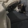 Lila joined the competition — help win amazing prizes! cat, sleeping, blanket, couch, indoor, feline, cozy, resting, pet, domestic_animal, fur, whiskers, comfort, soft, home, relaxation, tabby_cat, paws, nap, blanket_pom_poms