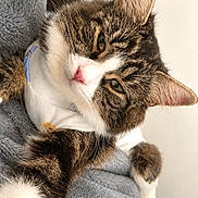 Lila is registered to the contest to win money with this photo: cat, tabby_cat, close_up, pet, animal, feline, soft, blanket, white_shirt, relaxed, cute, fur, whiskers, pink_nose, indoors, cozy, portrait, resting, comfortable, sleepy_eyes