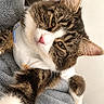 cat, tabby_cat, close_up, pet, animal, feline, soft, blanket, white_shirt, relaxed, cute, fur, whiskers, pink_nose, indoors, cozy, portrait, resting, comfortable, sleepy_eyes