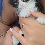 Lila joined the competition — help win amazing prizes! kitten, cat, hands, human, fingernails, ring, pet, cute, fluffy, animal, closeup, indoor, domestic, feline, young, black_and_white, holding, affection, cute_pet, small