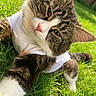 Lila joined the competition — help win amazing prizes! cat, tabby, white_shirt, grass, outdoor, pet, animal, sunlight, garden, greenery, paw, fur, whiskers, relaxed, cute, nature, close_up, portrait, stretching, daylight