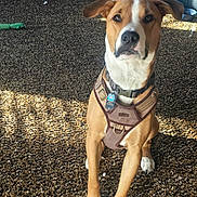 Bear joined the competition — help win amazing prizes! dog, brown_dog, white_markings, harness, pet, indoor, carpet, stone_wall, light_and_shadow, attentive, sitting, ears, collar, tag, floor, furniture, bowl, toy, household, canine