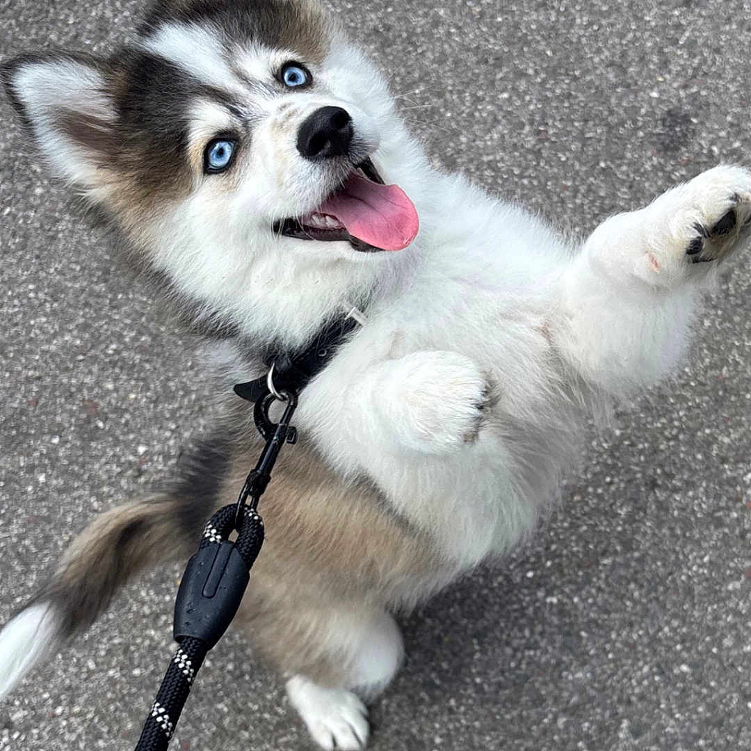Sparky a rejoint le concours — aidez-le/la à gagner de superbes lots ! animal, blue_eyes, canine, cute, dog, ears, fluffy, fur, happy, husky, leash, outdoor, pavement, pet, playful, puppy, tail, tongue_out, walking, young_dog