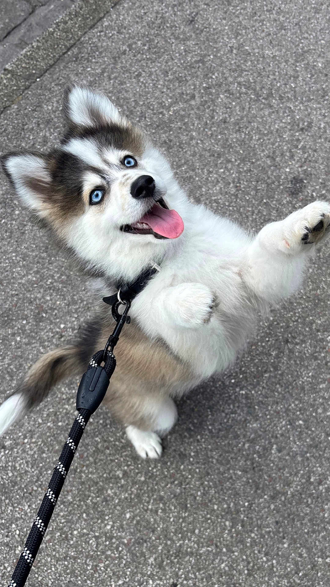 Sparky a rejoint le concours — aidez-le/la à gagner de superbes lots ! puppy, dog, husky, blue_eyes, leash, happy, playful, outdoor, pet, fur, tongue_out, cute, animal, walking, pavement, young_dog, canine, fluffy, ears, tail