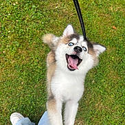Sparky participe au concours pour gagner de l'argent avec cette photo : puppy, dog, husky, blue_eyes, grass, leash, tongue_out, open_mouth, happy, playful, pet, canine, outdoor, person, jeans, sneakers, standing, excited, young_dog, nature