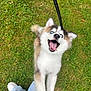 puppy, dog, husky, blue_eyes, grass, leash, tongue_out, open_mouth, happy, playful, pet, canine, outdoor, person, jeans, sneakers, standing, excited, young_dog, nature