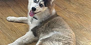 Sparky a rejoint le concours — aidez-le/la à gagner de superbes lots ! antique, blue_eyes, canine, collar, cute, dog, domestic_animal, ears, fur, furniture, happy, husky, indoor, lying_down, pet, puppy, smiling, tail, tongue_out, wooden_floor