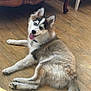 antique, blue_eyes, canine, collar, cute, dog, domestic_animal, ears, fur, furniture, happy, husky, indoor, lying_down, pet, puppy, smiling, tail, tongue_out, wooden_floor