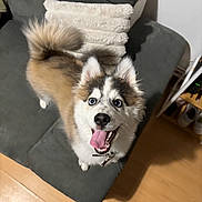 Sparky participe au concours pour gagner de l'argent avec cette photo : animal, blue_eyes, canine, collar, couch, dog, domestic, fluffy, fur, furniture, happy, home, indoor, looking_up, pet, pillow, playful, smiling, tongue_out, wooden_floor