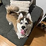 animal, blue_eyes, canine, collar, couch, dog, domestic, fluffy, fur, furniture, happy, home, indoor, looking_up, pet, pillow, playful, smiling, tongue_out, wooden_floor