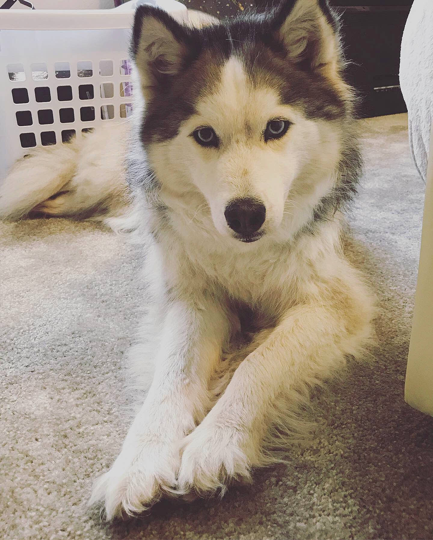 Kyah joined the competition — help win amazing prizes! alaskan_malamute, ancient_dog_breeds, canadian_eskimo_dog, canidae, carnivore, dog, dog_breed, greenland_dog, mammal, native_american_indian_dog, northern_inuit_dog, rare_breed_dog, sakhalin_husky, seppala_siberian_sleddog, siberian_husky, sled_dog, tamaskan_dog, vertebrate, wolfdog, working_dog