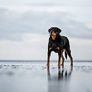 Nikki a rejoint le concours — aidez-le/la à gagner de superbes lots ! accessories, animal, appenzeller, beagle, boxer, bulldog, canine, collar, dog, germanshepherd, hound, labradorretriever, lake, nature, outdoors, pet, pointer, puppy, water