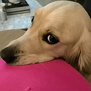 Lady a rejoint le concours — aidez-le/la à gagner de superbes lots ! dog, golden_retriever, close_up, indoor, couch, pink_cushion, resting, pet, canine, fur, snout, animal, domestic_animal, companion, looking, household, cozy, relaxed, friendly, portrait