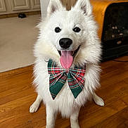 Aku a rejoint le concours — aidez-le/la à gagner de superbes lots ! animal, bow_tie, canine, cheerful, collar, cute, dog, festive, fluffy, happy, home, house, indoor, pet, portrait, sitting, smiling, tongue_out, white_dog, wooden_floor