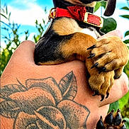 Dewey joined the competition — help win amazing prizes! puppy, dog, dachshund, pet, animal, hand, tattoo, red_collar, outdoor, sky, blue_sky, green_leaves, close_up, cute, young, paw, nail, portrait, nature, sunlight