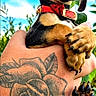 puppy, dog, dachshund, pet, animal, hand, tattoo, red_collar, outdoor, sky, blue_sky, green_leaves, close_up, cute, young, paw, nail, portrait, nature, sunlight