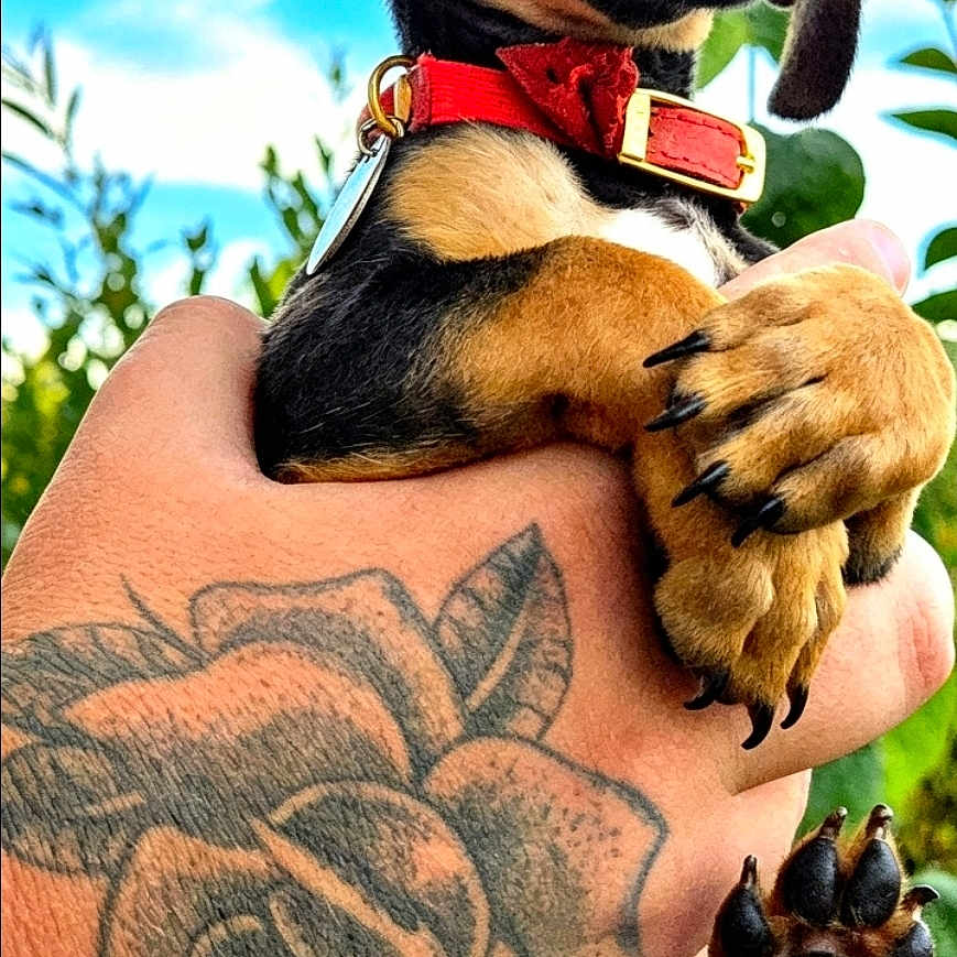 Dewey joined the competition — help win amazing prizes! puppy, dog, dachshund, pet, animal, hand, tattoo, red_collar, outdoor, sky, blue_sky, green_leaves, close_up, cute, young, paw, nail, portrait, nature, sunlight
