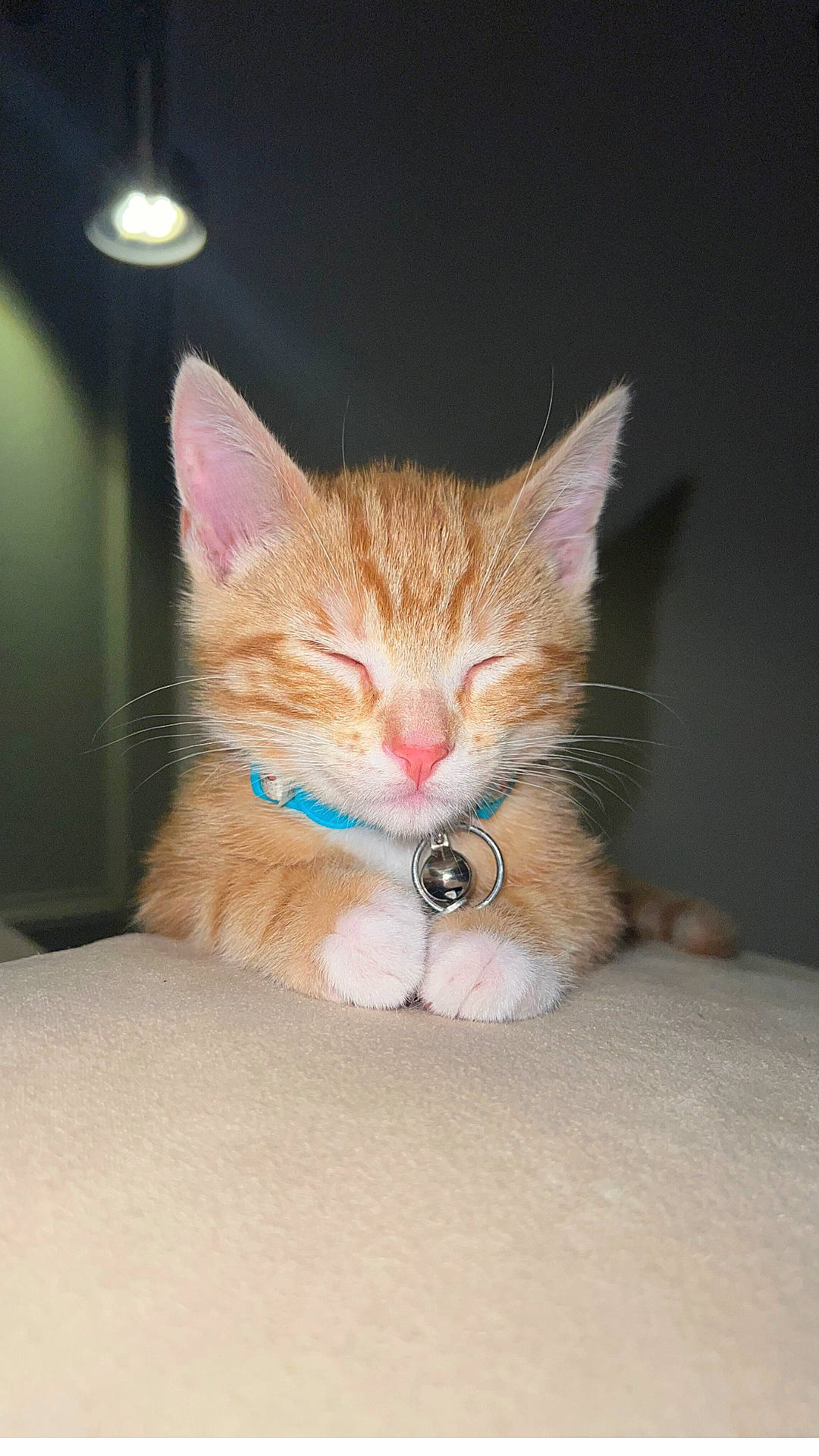 Caramel is registered to the contest to win money with this photo: carnivore, cat, claw, comfort, domestic_short_haired_cat, fawn, felidae, foot, fur, human_leg, paw, sitting, small_to_medium_sized_cats, snout, tail, whiskers, wood