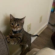 Wednesday joined the competition — help win amazing prizes! cat, tabby, pet, indoor, curious, paws, feline, collar, floor, wall, domestic_animal, whiskers, ears, tail, cute, young, mammal, animal, playful, home