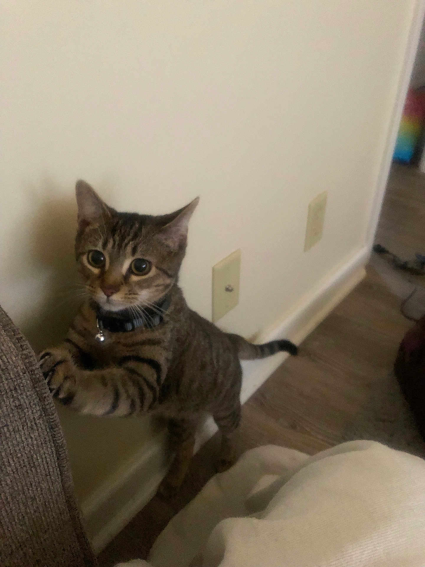 Wednesday joined the competition — help win amazing prizes! cat, tabby, pet, indoor, curious, paws, feline, collar, floor, wall, domestic_animal, whiskers, ears, tail, cute, young, mammal, animal, playful, home