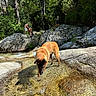 Arrow a rejoint le concours — aidez-le/la à gagner de superbes lots ! adventure, animal, boulder, canine, dog, exploring, forest, greenery, leash, nature, outdoor, people, riverbed, rocks, stream, summer, sunny, trees, water, wilderness