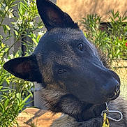 Arrow a rejoint le concours — aidez-le/la à gagner de superbes lots ! animal, canine, close_up, collar, curious, dog, ears, fur, garden, german_shepherd, greenery, head_tilt, house, leash, nature, outdoor, pet, plants, puppy, sunlight