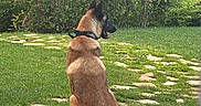 Arrow a rejoint le concours — aidez-le/la à gagner de superbes lots ! back_view, brown_coat, canine, collar, daytime, dog, garden, grass, greenery, landscape, leash, nature, outdoor, peaceful, pet, quiet, shrubbery, sitting, stone_path, watchful