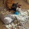 Arrow a rejoint le concours — aidez-le/la à gagner de superbes lots ! dog, pillow, foam, toy, floor, tile, indoor, brown_dog, chewing, mess, playful, pet, animal, fur, paw, snout, light, shadow, home, cushion