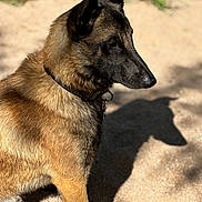 Arrow a rejoint le concours — aidez-le/la à gagner de superbes lots ! dog, animal, pet, side_profile, shadow, sandy_ground, outdoor, sunlight, brown_fur, black_fur, collar, canine, nature, portrait, mammal, alert, ears, snout, daylight, grass