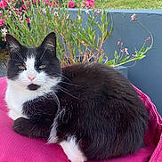 Mistie participe au concours pour gagner de l'argent avec cette photo : cat, black_and_white, feline, pet, animal, outdoor, flower, plant, cushion, pink, relaxed, sitting, fur, whiskers, greenery, nature, summer, closeup, portrait, garden