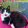 cat, black_and_white, feline, pet, animal, outdoor, flower, plant, cushion, pink, relaxed, sitting, fur, whiskers, greenery, nature, summer, closeup, portrait, garden
