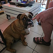 Angus participe au concours pour gagner de l'argent avec cette photo : basket, bulldog, casual, chair, coffee_table, dog, finger, floor, furniture, hand, indoor, interaction, living_room, person, pet, phone, sandals, tile_floor, tray, window