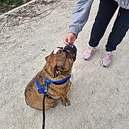 Adgi a rejoint le concours — aidez-le/la à gagner de superbes lots ! animal, blue_harness, brown_dog, casual_clothing, dog, footwear, greenery, ground, hand, interaction, leash, nature, outdoor, path, person, pet, sneakers, training, treat, walking