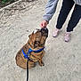 animal, blue_harness, brown_dog, casual_clothing, dog, footwear, greenery, ground, hand, interaction, leash, nature, outdoor, path, person, pet, sneakers, training, treat, walking