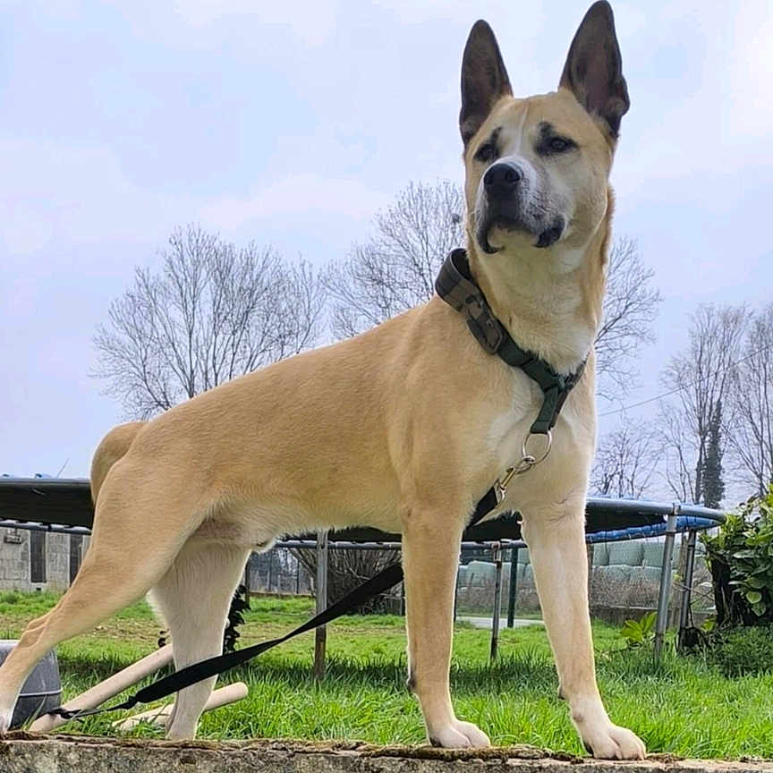 Sky participe au concours pour gagner de l'argent avec cette photo : accessories, animal, bostonbull, bulldog, canine, dog, grass, husky, indoors, interiordesign, nature, outdoors, park, pet, pitbull, plant, strap, tree, vegetation, whitedog