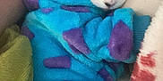 Addison joined the competition — help win amazing prizes! cat, sleeping, blue_hoodie, purple_spots, blanket, cozy, fleece, pet, animal, indoor, resting, calm, cute, fur, ears, nose, paw, soft, snuggled, relaxed