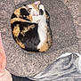 cat, calico, sleeping, pet_bed, cozy, blanket, furniture, wooden_chair, indoor, relaxing, animal, cute, domestic_cat, resting, fur, collar, pink, gray, soft, home
